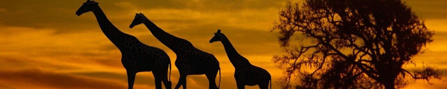 Blixen Klub Savanne-billede